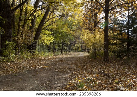 Beautiful tree lined lane covered with fall leaves