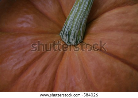 close-up of a beautiful pumpkin ready for Halloween or Thanksgiving.