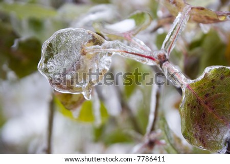 Close-up shot of leaves encased in ice following an ice storm.