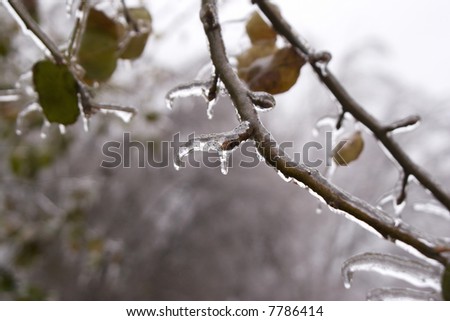 Close-up view of a frozen twig following an ice storm.