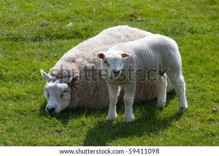 Texel Greens