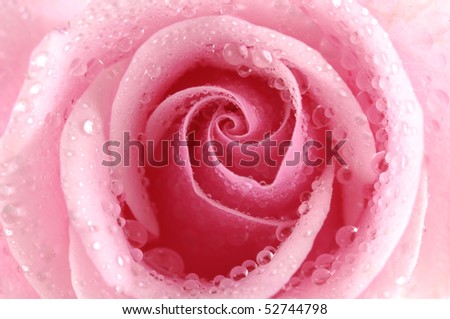 Center of pink rose with water drops
