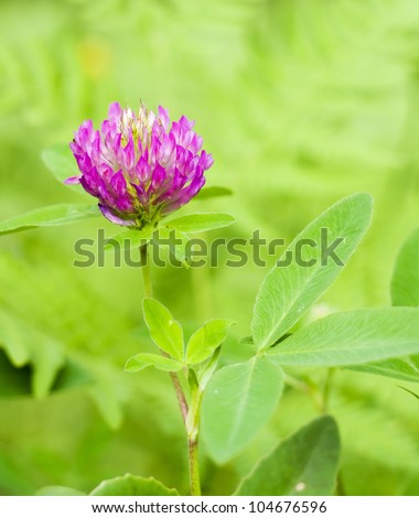 Red Clover (trifolium pratense) flowerhead
