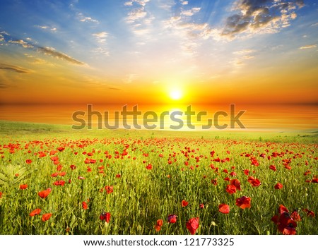 Field With Green Grass And Red Poppies Against The Sunset Sky