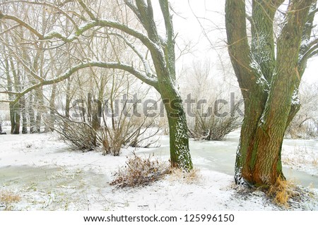 winter river and trees in winter season