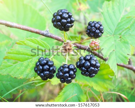 Wood berry a blackberry close up against green foliage