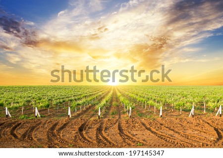Vineyard summer landscape, bright sunset at the valley of grapes, agricultural industry at harvest season