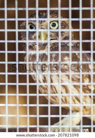 fun owl in the cage at zoo
