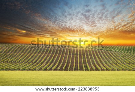 Vineyard summer landscape, bright sunset at the valley of grapes, agricultural industry at harvest season