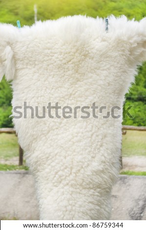 White curled sheep fur texture as background