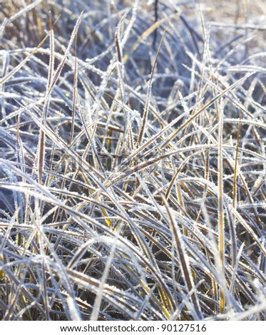 Frozen grass with ice. Blue tint