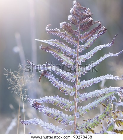 hoar frost on the plants under autumn sun