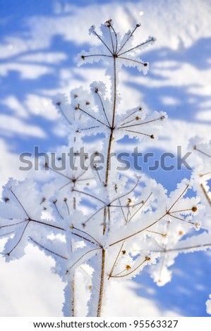 Frozen plant on very cold and sunny day in winter