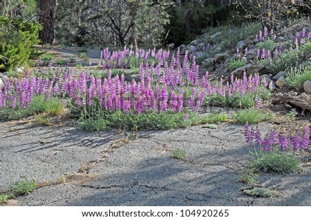 colorful lupine wildflowers invade cracked asphalt driveway