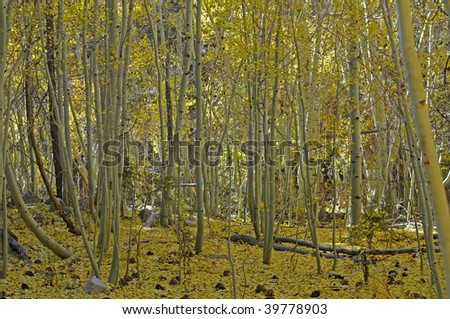 autumn aspen grove loses its golden leaves Aspens, fall, leaves, trees, colorful, ecosystem, environment, flora, forest, nature,  peaceful, seasonal, vegetation, plants, season