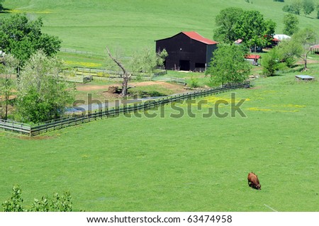 bucolic farm buildings with cow grazing in foreground