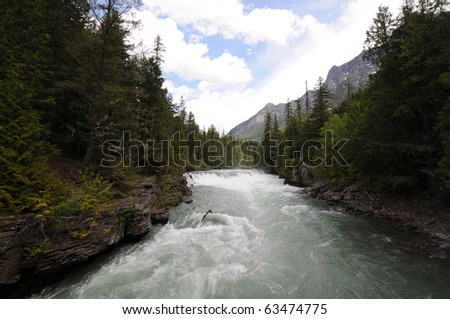 rushing river flows through thick pine forest
