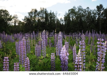 tall field of purple lupines in Vermont