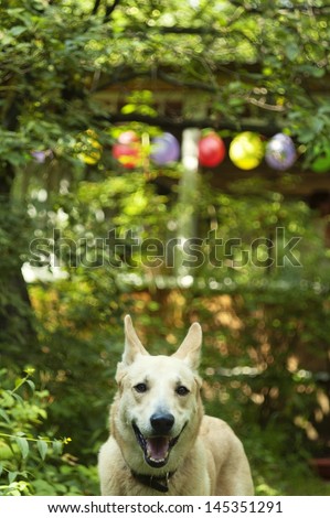 Dog on a party in country yard garden in summer