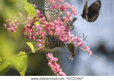 Butterflies upon a pink flower in Samui Butterfly Garden (Thailand)