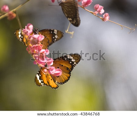 Orange butterflies upon a pink flower in Samui Butterfly Garden (Thailand)-
