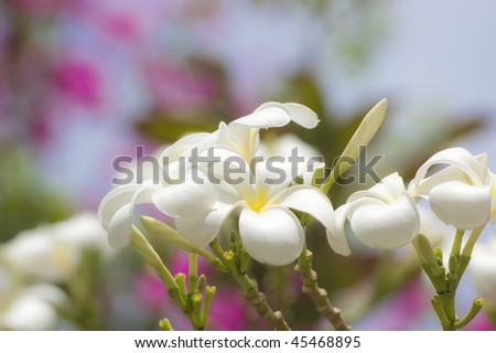 Glorious frangipani or plumeria flowers (Koh Samui, Thailand)