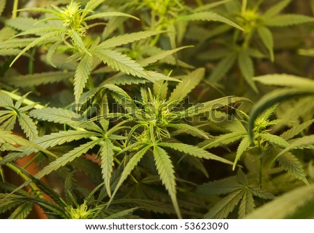 Marijuana growing room