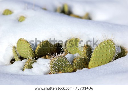 Snow covered cactus (Zion National Park, Utah, USA)