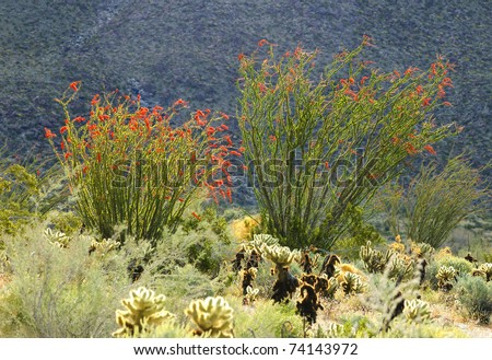 Blooming Desert Plant Ocotillo in Anza Borrego Desert, California (Fouquieria splendens, also called desert coral, coachwhip, Jacob\'s staff, and vine cactus)