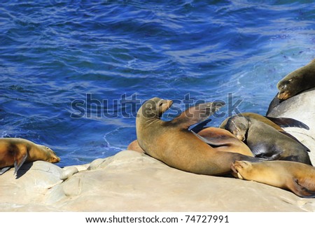 California Sea Lions Lie on the Pacific Ocean Coast  - La Jolla, San Diego, California (Zalophus californianus)