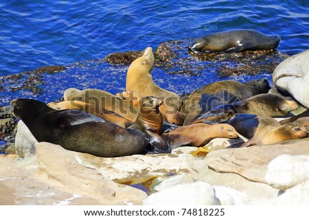 California Sea Lions Lie on the Pacific Ocean Coast  - La Jolla, San Diego, California (Zalophus californianus)