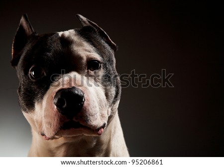 power inspiring pit bull in studio on a black background