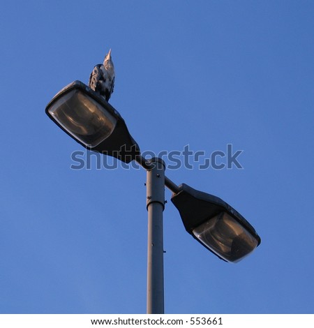 Blue heron on lamp post.