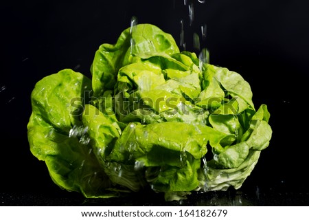 Fresh, green lettuce and water spilling on its leaves. Horizontal view.
