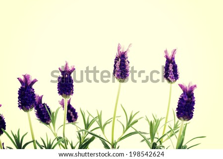 Lavender isolated on white background.