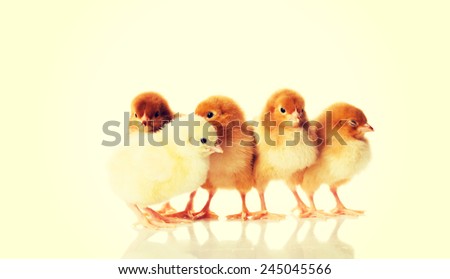Group of small Easter chicken.