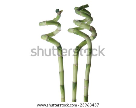 Lucky Bamboo isolated on white background