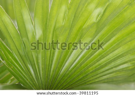 Round Leaf Livistona palm close-up - background
