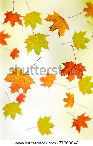 Autumn background - maple leafs falling down