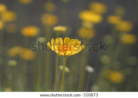 yellow desert flower