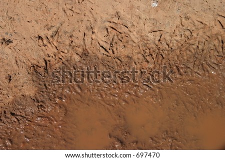 birds feet puddle steps texture clay dirt