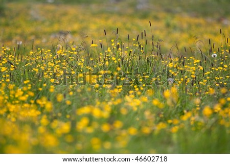 Yellow spring flowers in a meadow. Taken with a shallow depth of field
