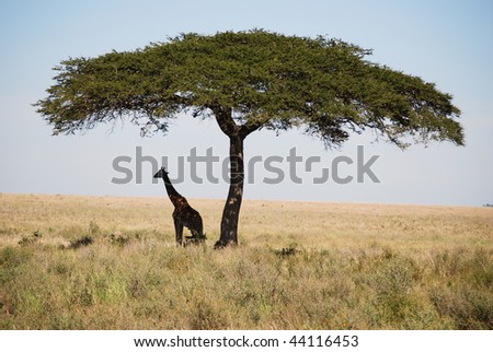 Giraffe under Acacia Tree
