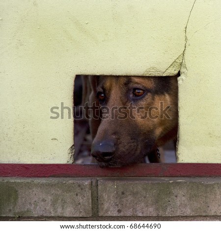 Dog looking through a window cut out in the fence