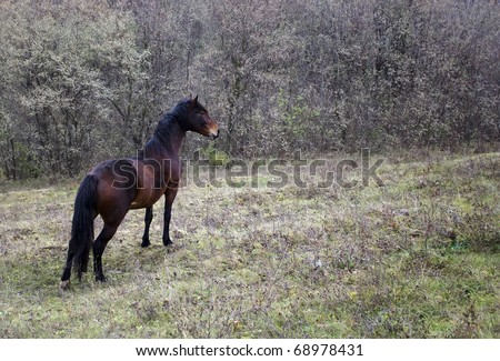 The horse looks into the distance, standing on the field