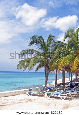 Empty beach chairs under the palm trees sit on a sandy beach