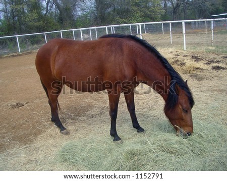 A horse feeds on hay inside a stock pen