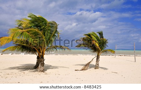 Palm Trees and a Volleyball Net on a Deserted Island Beach