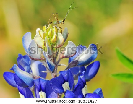 A tiny nymph katydid insect sits on top of a bluebonnet flower