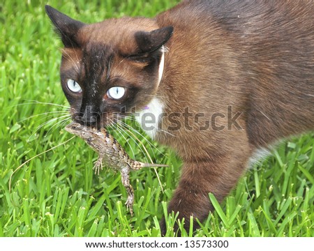 Cat with a large lizard in his mouth